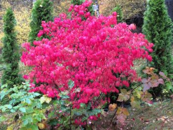 Euonymus alatus 'Compactus' helbild i höstfärg