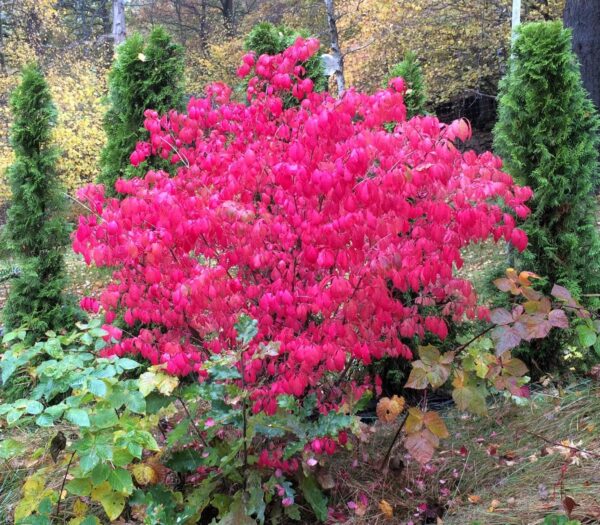 Euonymus alatus 'Compactus' helbild i höstfärg