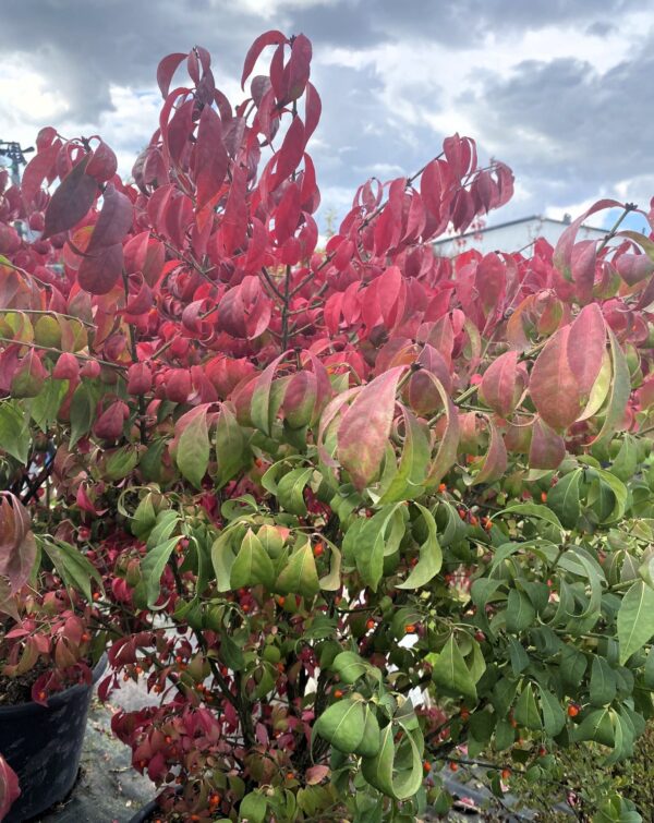 Euonymus alatus 'Compactus' blad i rött och grönt