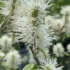 Fothergilla gardenii närbild blomstängel