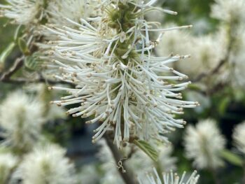 Fothergilla gardenii närbild blomstängel