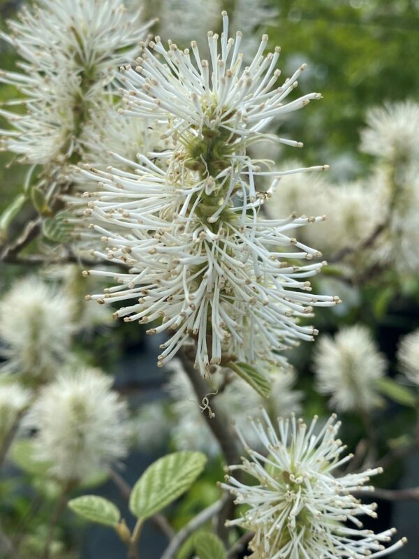 Fothergilla gardenii närbild blomstängel