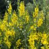 Genista tinctoria 'Royal Gold' närbild blomning i gult