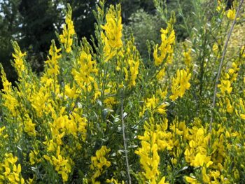 Genista tinctoria 'Royal Gold' närbild blomning i gult