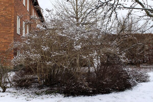 Kolkwitzia Amabilis under vinter