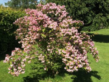 Kolkwitzia amabilis helbild i full blomning