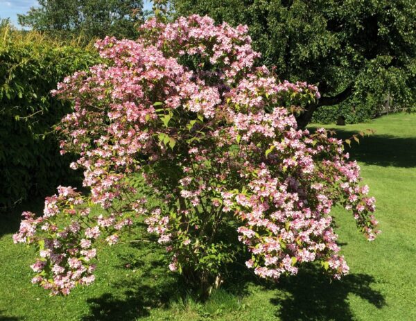 Kolkwitzia amabilis helbild i full blomning