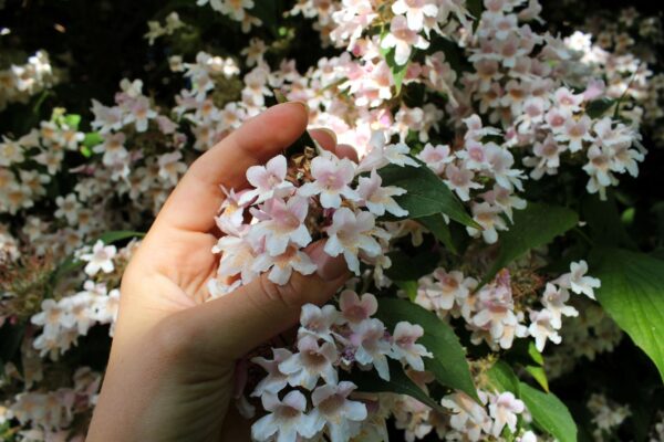 Kolkwizia amabilis närbild blomma