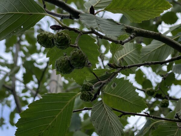 Närbild kotte Alnus incana fk Deje E