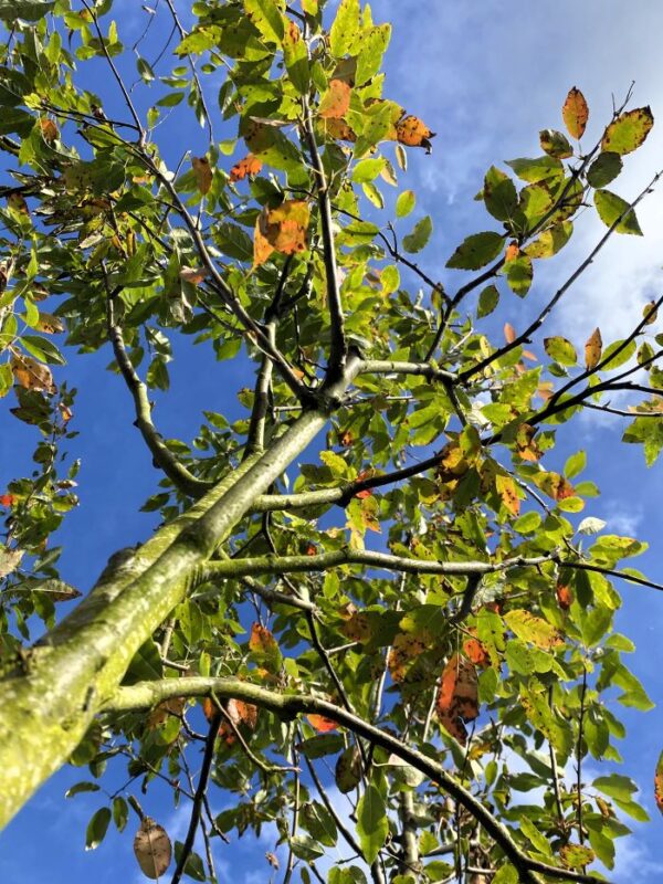 Närbild krona Amelanchier arborea 'Robin Hill'