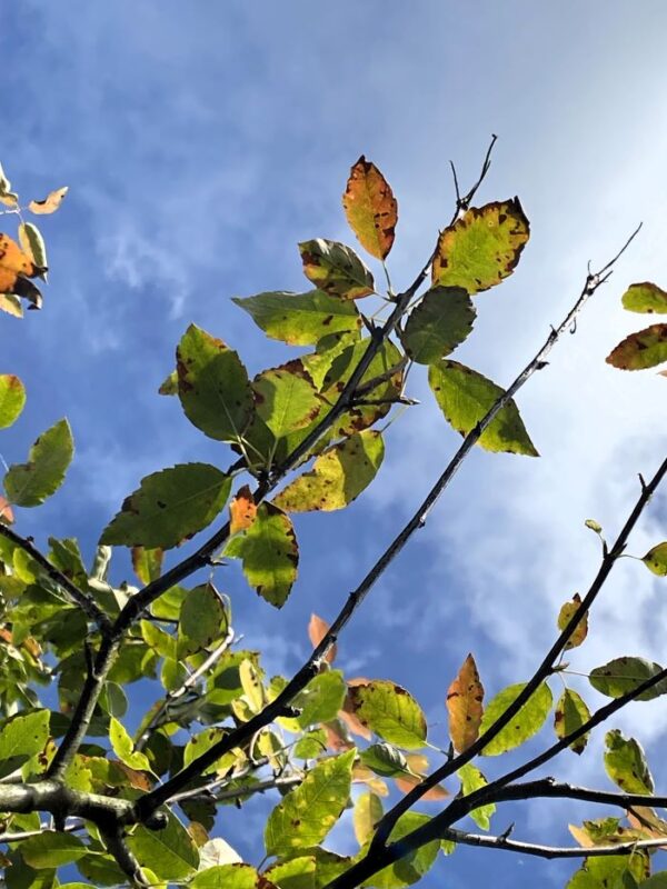 Närbild bladverk Amelanchier arborea 'Robin Hill'