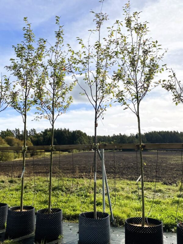 Helbild träd Amelanchier arborea 'Robin Hill'