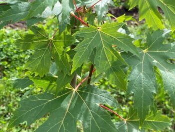 Närbild gröna blad Acer saccharinum 'Pyramidale'