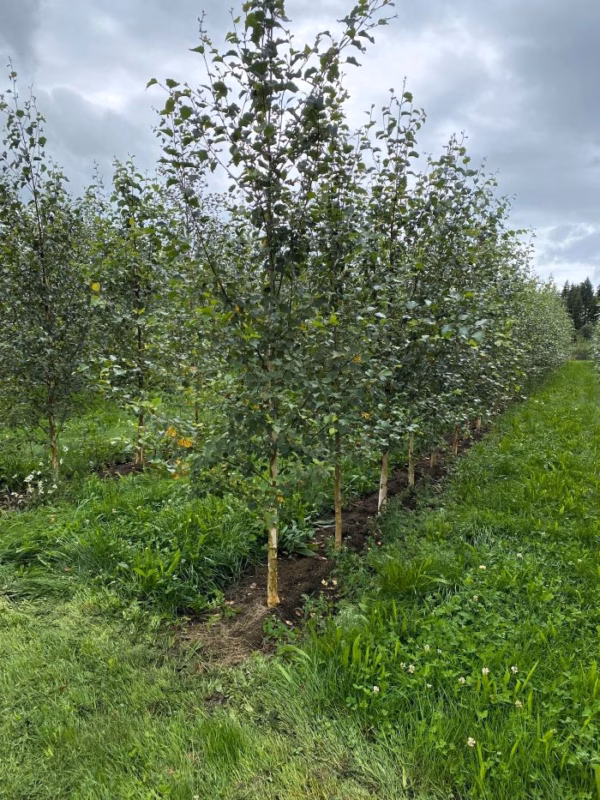Betula pubescens Åsele-Patama (glasbjörk)